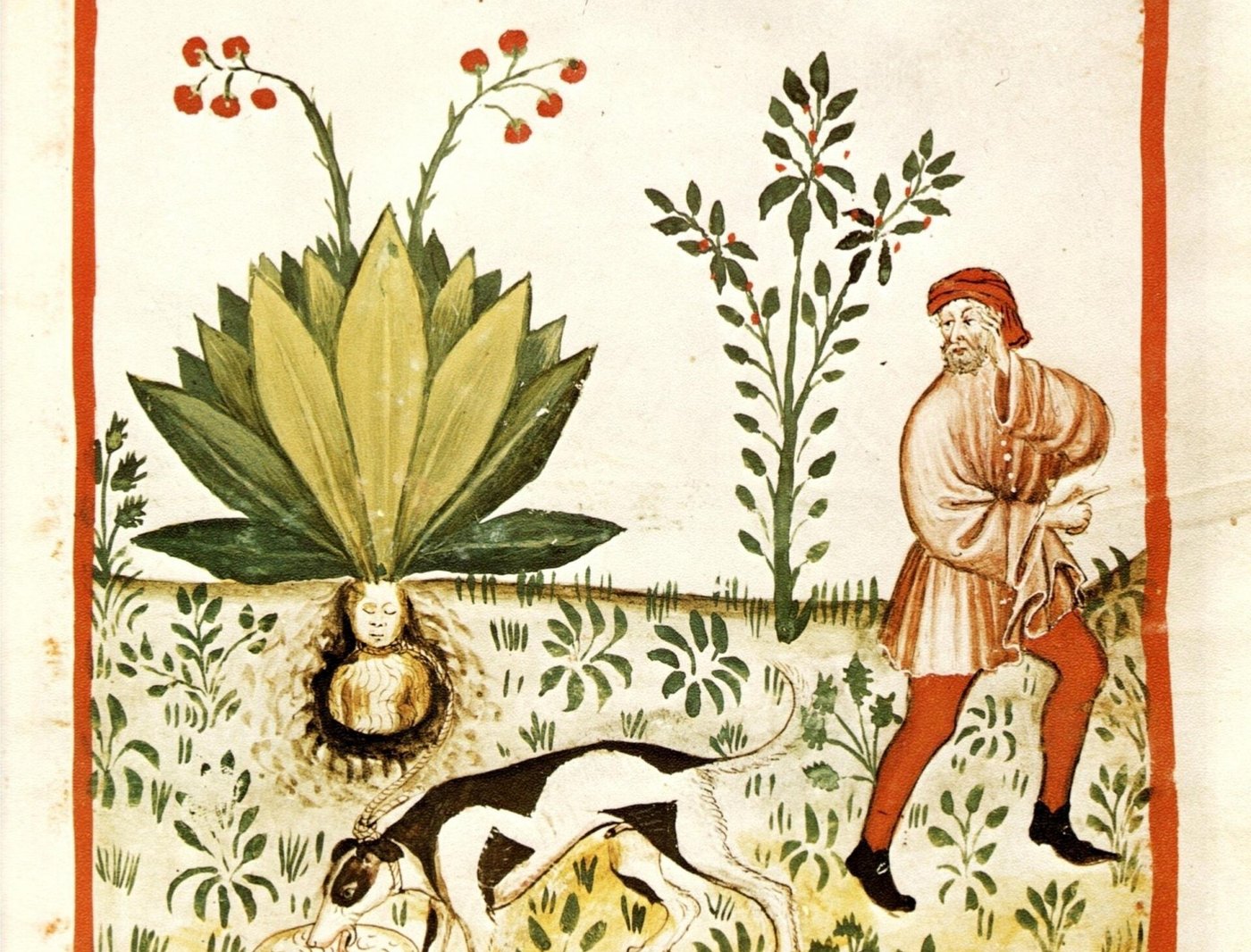Herbs and the Four Humors: When Plants Had a Temperature